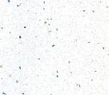 3000x100x18mm White Andromeda